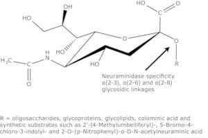 Neuraminidase from Vibrio cholerae, Type II, buffered aqueous solution, 8-24 units/mg protein (Lowry, using NAN-lactose)