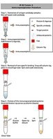 Protein G Immunoprecipitation Kit, sufficient for 50 assays