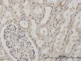 Monoclonal Anti-MSI1, (N-terminal) antibody produced in mouse