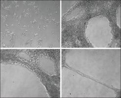 ECM Gel from Engelbreth-Holm-Swarm murine sarcoma, liquid, BioReagent, suitable for cell culture