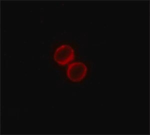 Monoclonal ANTI-FLAG(R) antibody produced in rabbit, clone SIG1-25, ascites fluid