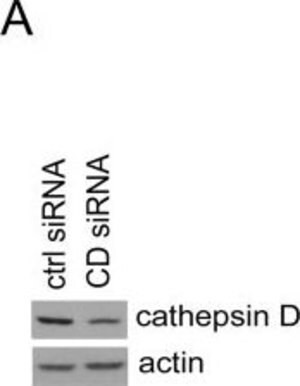 Anti-Actin (20-33) antibody produced in rabbit, IgG fraction of antiserum, buffered aqueous solution