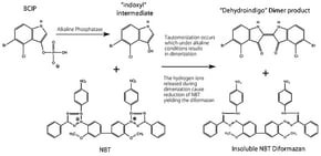 BCIP(R)/NBT-Blue Liquid Substrate System for Membranes, alkaline phosphatase substrate