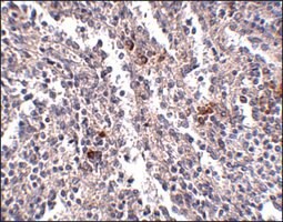 Anti-SYPL2 antibody produced in rabbit affinity isolated antibody,buffered aqueous solution