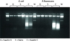 GenElute(TM) Bacterial Genomic DNA Kits, sufficient for 70 purifications