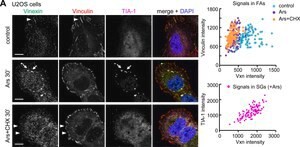 Anti-Vinculin antibody, Mouse monoclonal, clone hVIN-1, purified from hybridoma cell culture