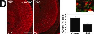 Anti-GABA antibody produced in rabbit, affinity isolated antibody, buffered aqueous solution