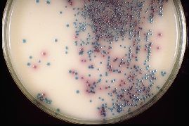 CHROMOGENIC SALMONELLA AGAR + HEA