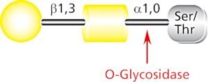 O-Glycosidase from Streptococcus pneumoniae, recombinant, expressed in E. coli, buffered aqueous solution