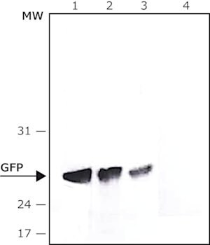 Anti-Green Fluorescent Protein (GFP), N-terminal antibody, Mouse monoclonal, clone GSN24, purified from hybridoma cell culture