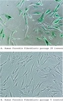 Senescence Cells Histochemical Staining Kit, sufficient for 100 tests