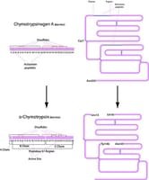 alpha-Chymotrypsin from bovine pancreas, Type I-S, essentially salt-free, lyophilized powder