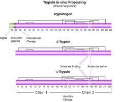 Trypsin from porcine pancreas, tablet, 1 mg tablet