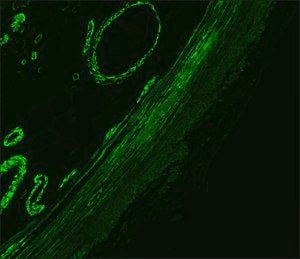 Anti-Mouse IgG (Fc specific)-FITC antibody produced in goat, affinity isolated antibody, buffered aqueous solution