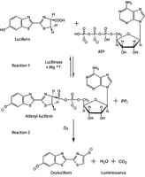 Adenosine 5'-triphosphate (ATP) Bioluminescent Assay Kit, for ATP quantitation