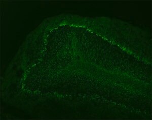 Monoclonal Anti-Neurofilament 68 antibody produced in mouse, clone NR4, ascites fluid