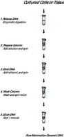 GenElute(TM) Mammalian Genomic DNA Miniprep Kits, sufficient for 70 purifications