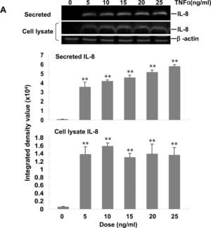 Anti-beta-Actin antibody, Mouse monoclonal, clone AC-15, purified from hybridoma cell culture