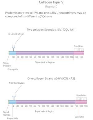 Collagen from human placenta, Bornstein and Traub Type IV, powder