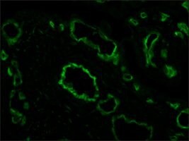 Anti-CD31(PECAM-1) antibody , Mouse monoclonal, clone WM-59, purified from hybridoma cell culture