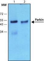 Anti-Parkin antibody, Mouse monoclonal, clone PRK8, purified from hybridoma cell culture