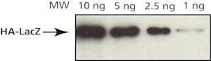 Monoclonal Anti-HA antibody produced in mouse, clone HA-7, purified from hybridoma cell culture