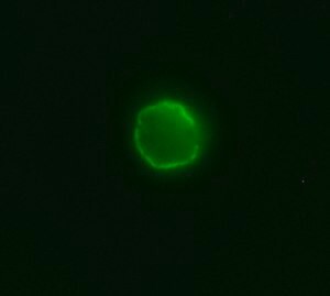 Anti-Cat IgG (whole molecule)-FITC antibody produced in goat, IgG fraction of antiserum, buffered aqueous solution