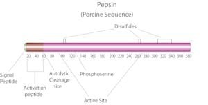 Pepsin from porcine gastric mucosa, tested according to Ph. Eur.