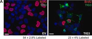 Monoclonal Anti-BrdU antibody produced in mouse, clone BU-33, ascites fluid, Immunohistology Grade